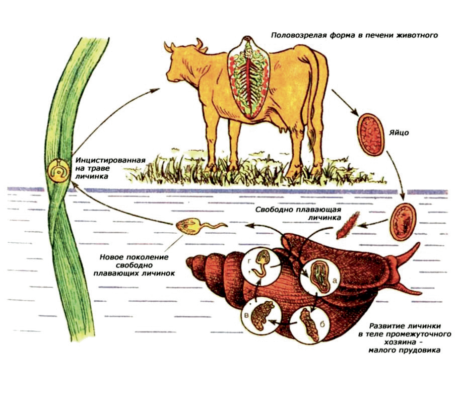 Изображение на обложке