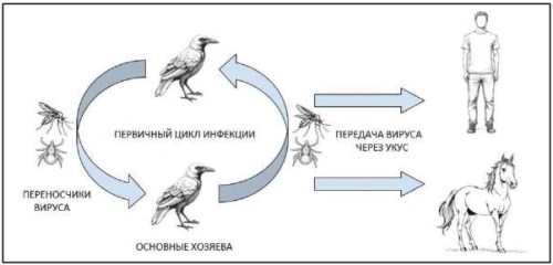 Изображение на обложке